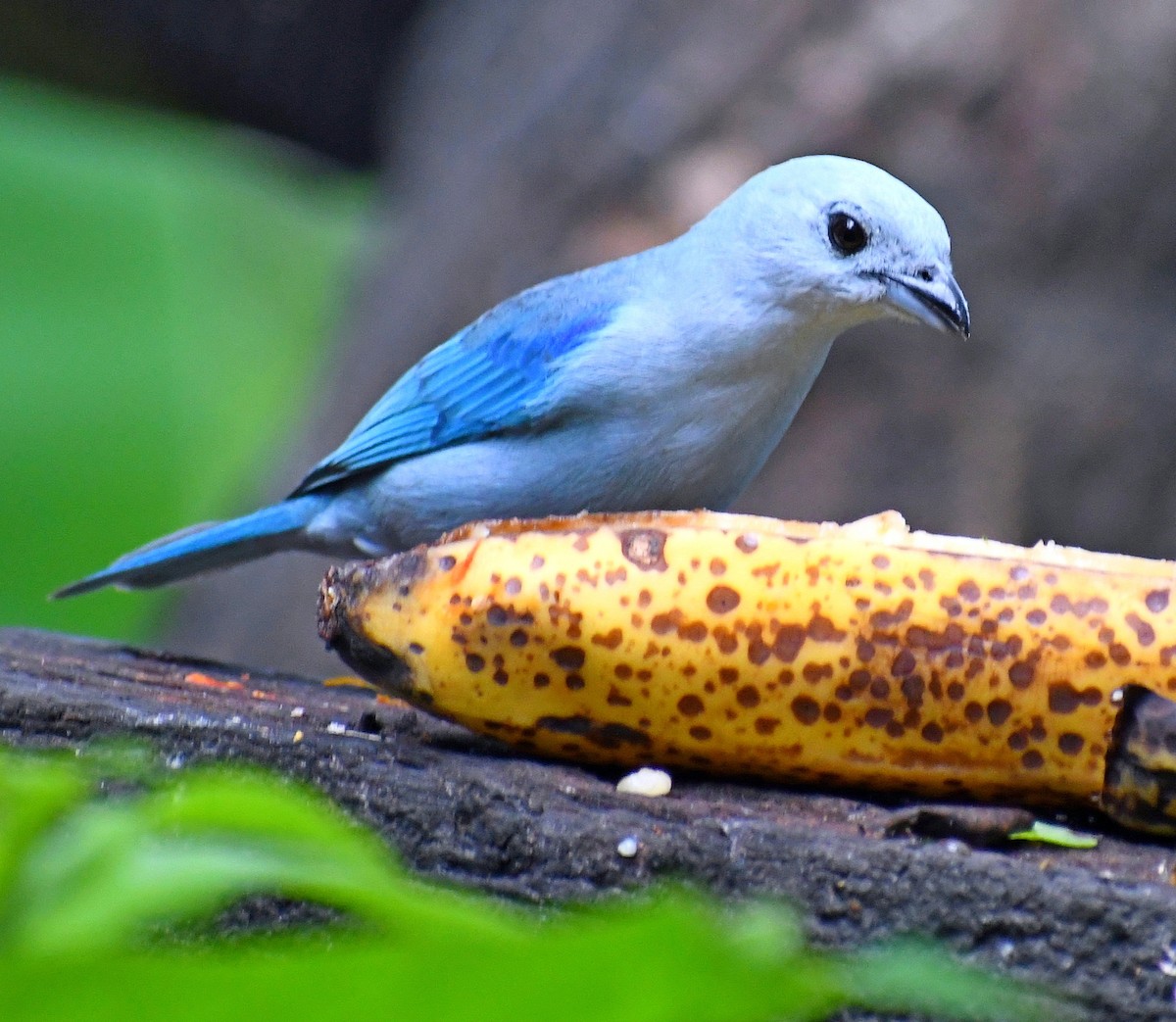 Blue-gray Tanager - ML619376960