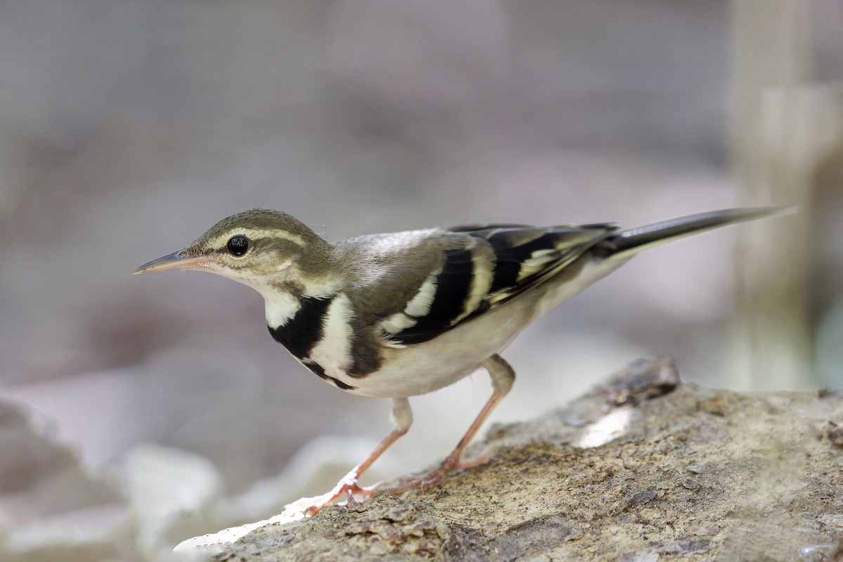 Forest Wagtail - ML619377016