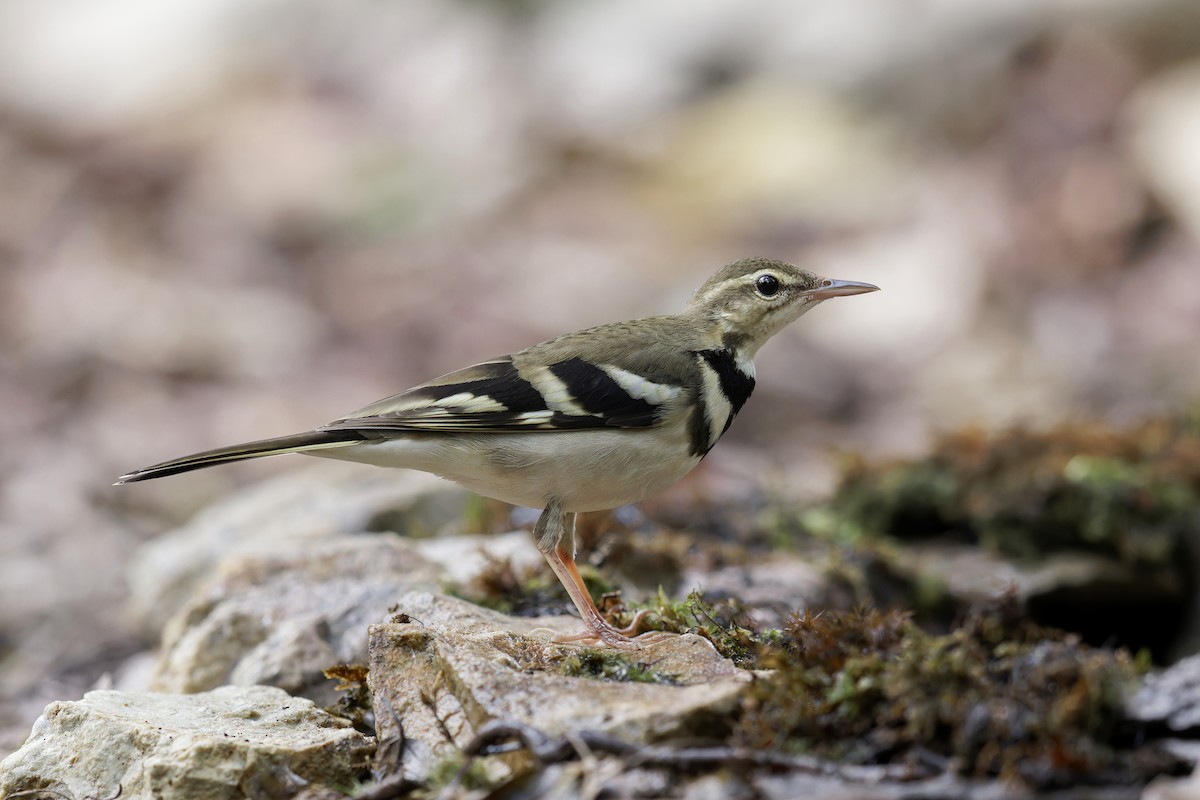 Forest Wagtail - ML619377017