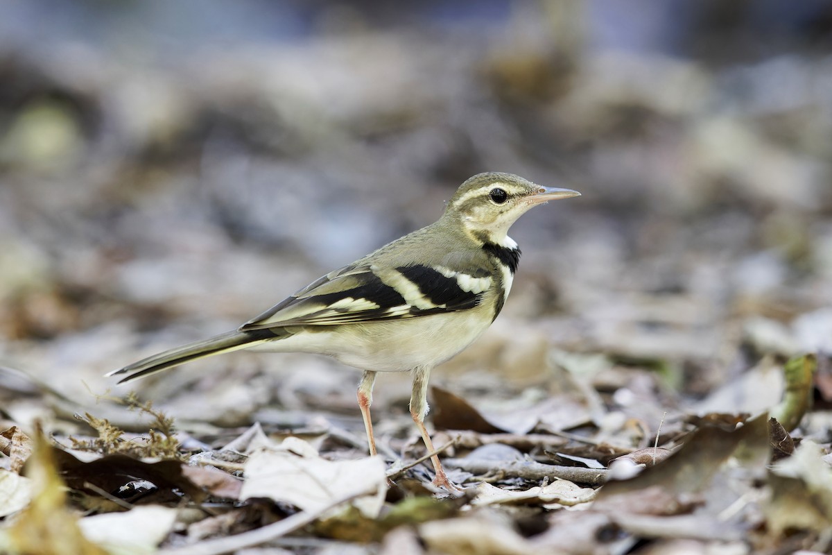 Forest Wagtail - ML619377018