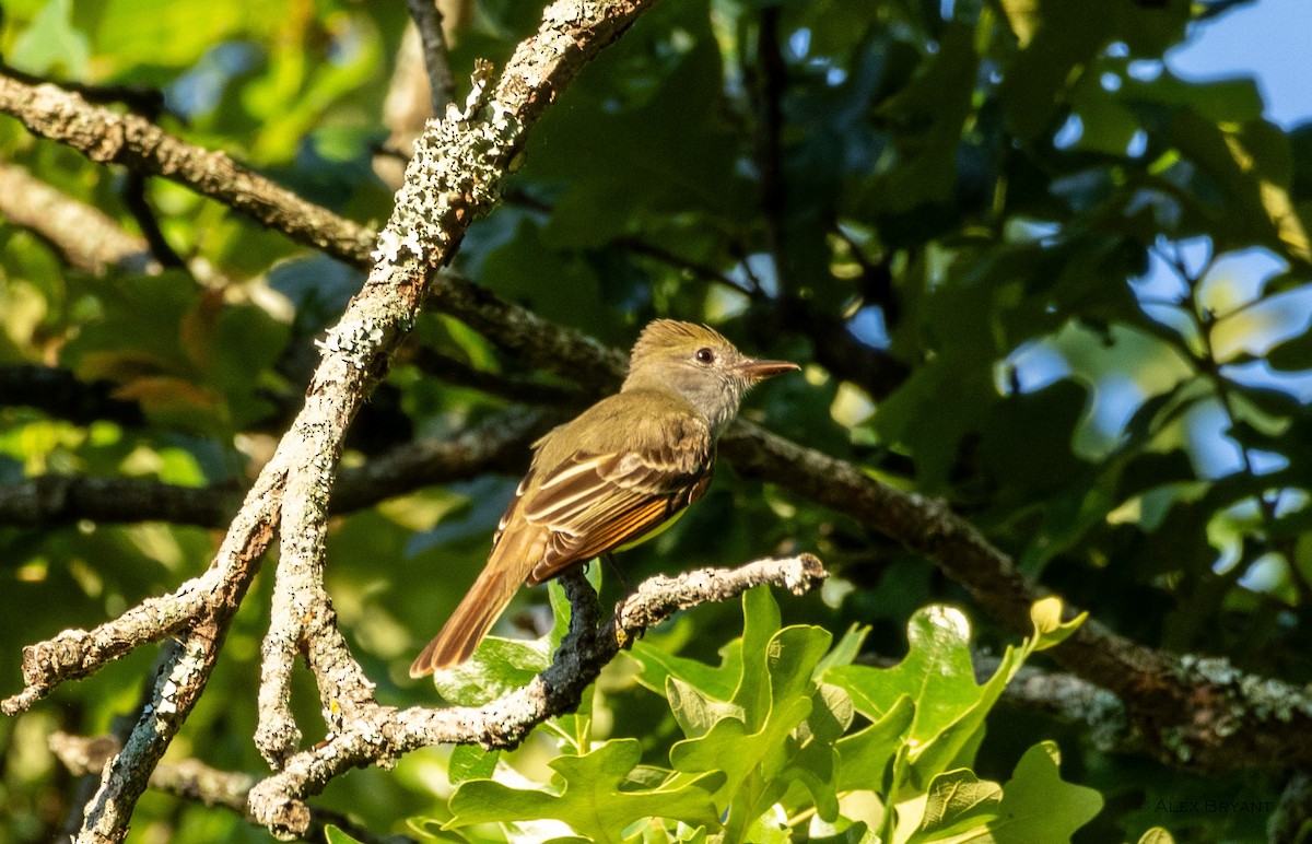 Great Crested Flycatcher - ML619377042