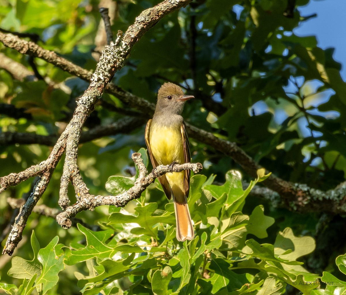 Great Crested Flycatcher - ML619377043