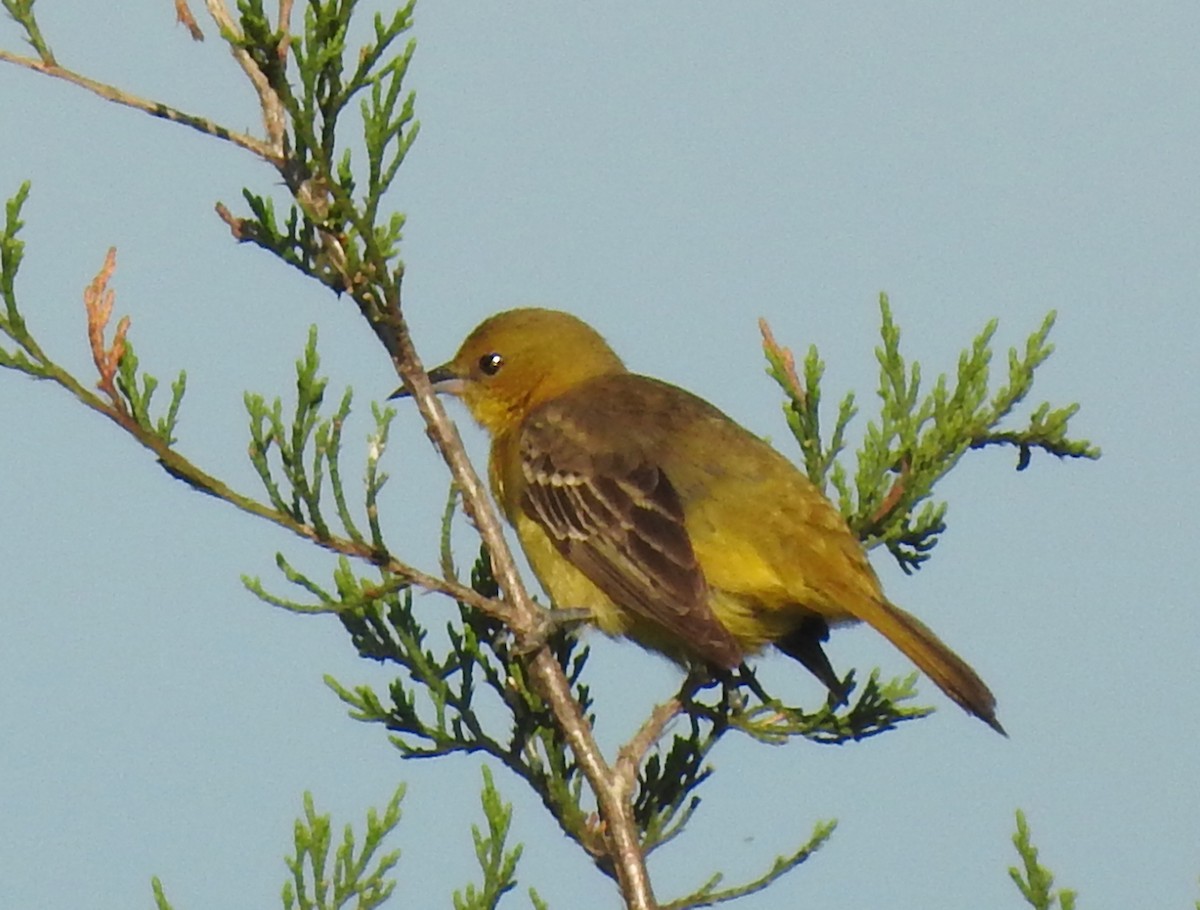 Orchard Oriole - ML619377051
