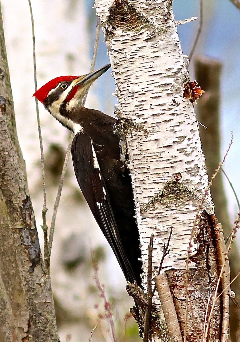 Pileated Woodpecker - ML619377060