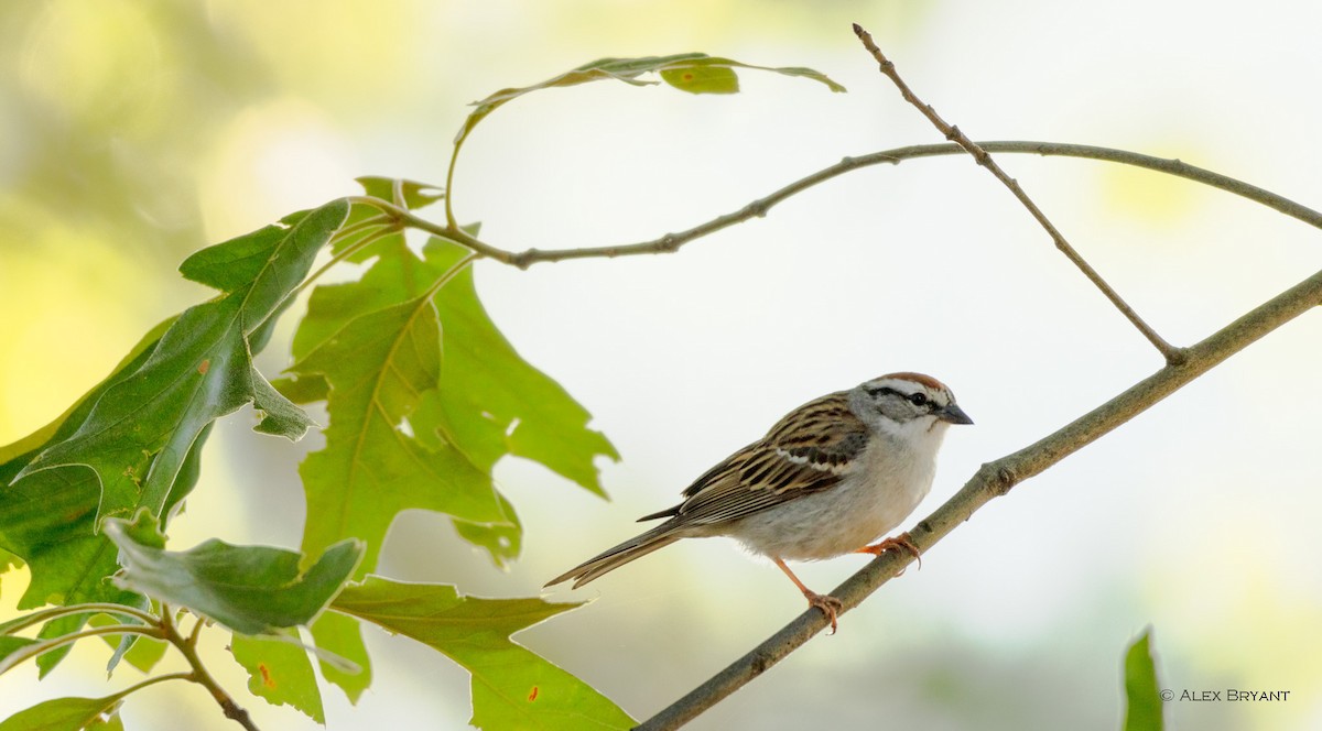 Chipping Sparrow - ML619377071