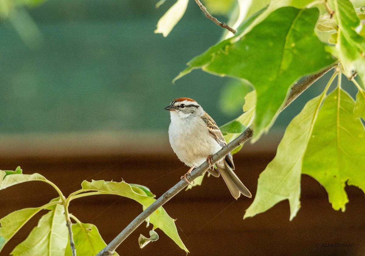Chipping Sparrow - ML619377072