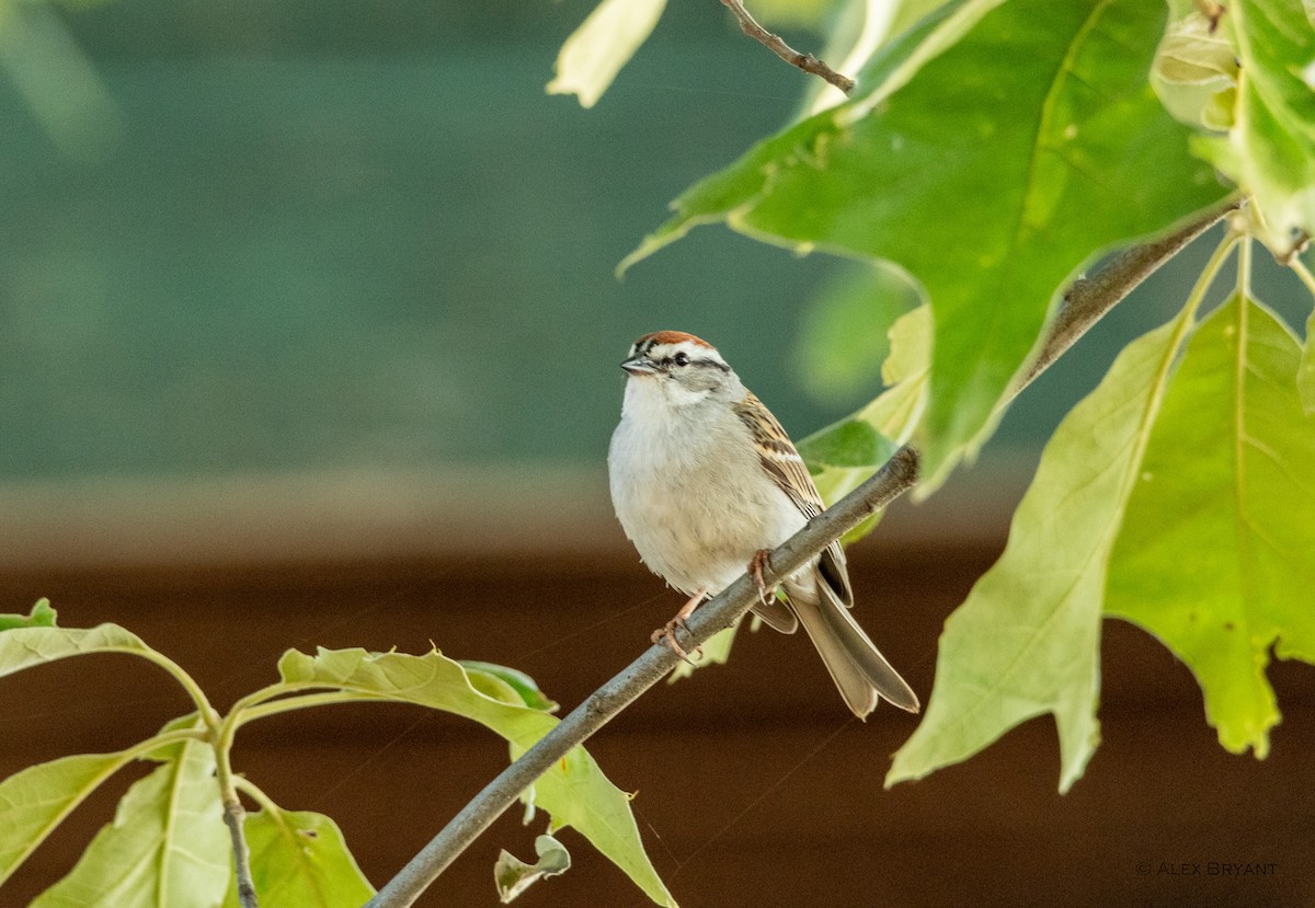 Chipping Sparrow - ML619377073