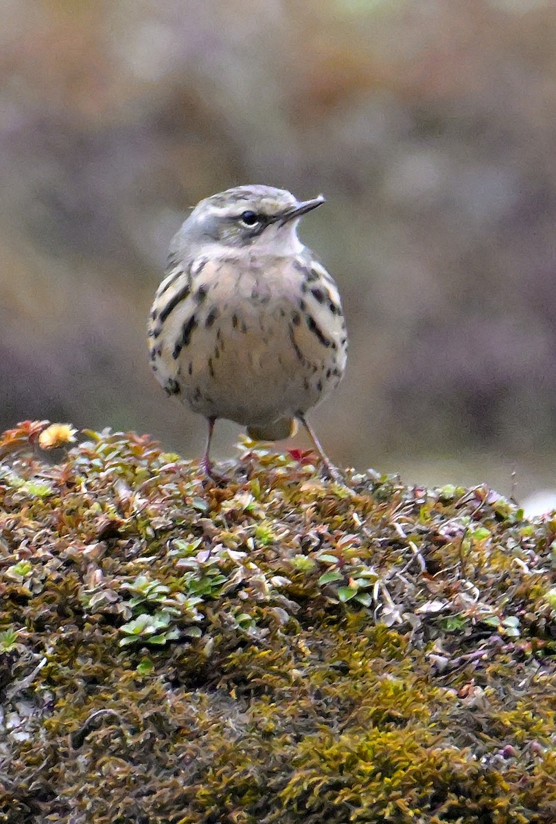 Rosy Pipit - ML619377080