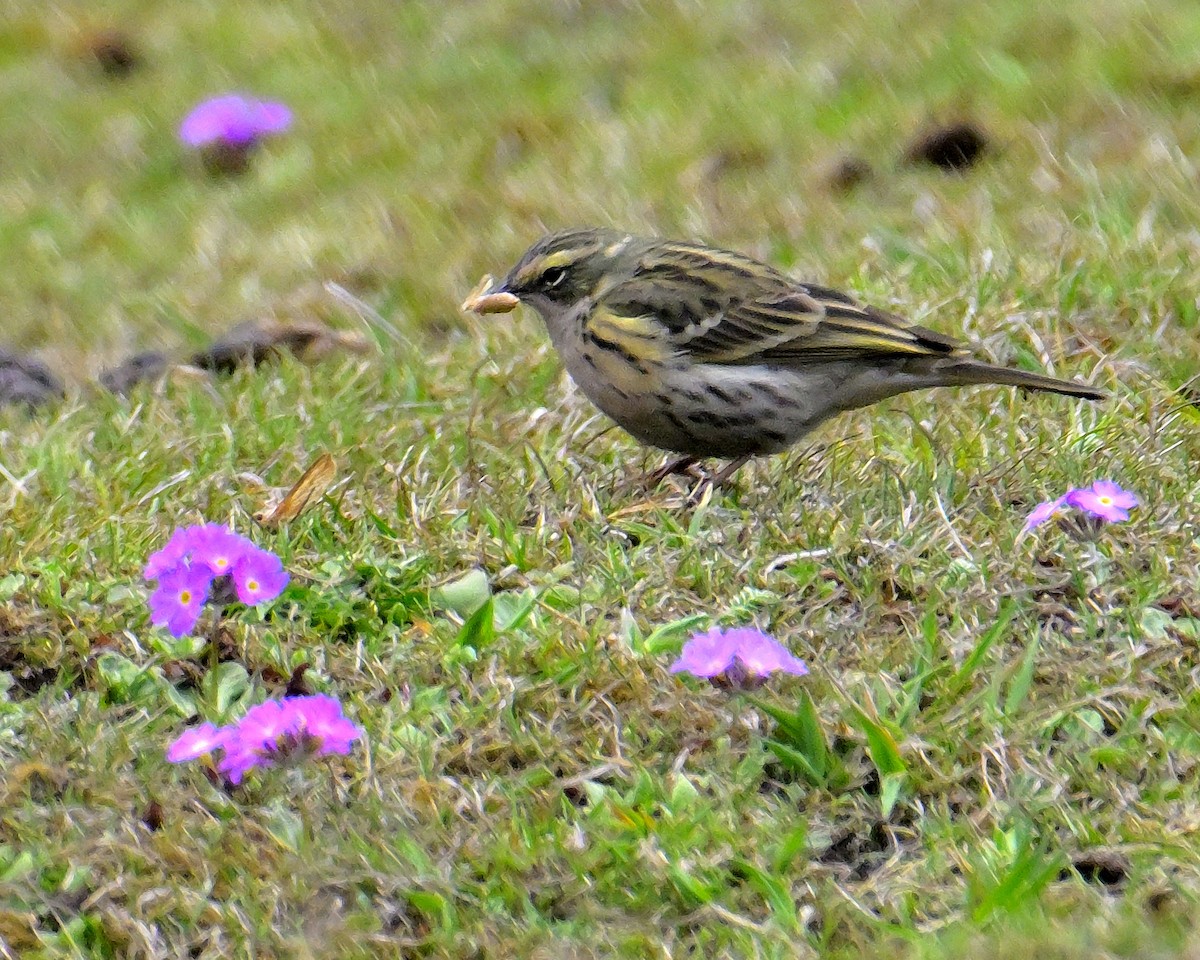 Rosy Pipit - ML619377082