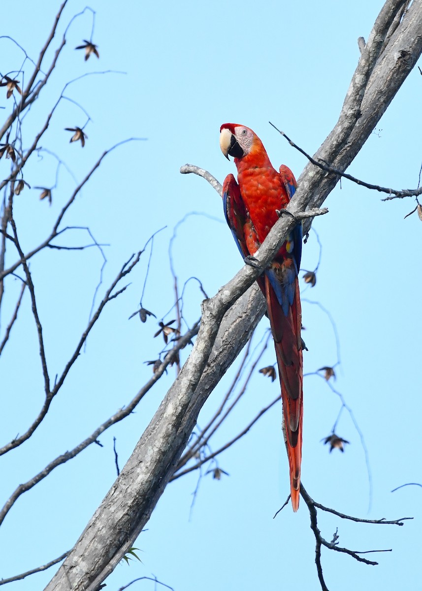 Scarlet Macaw - ML619377090