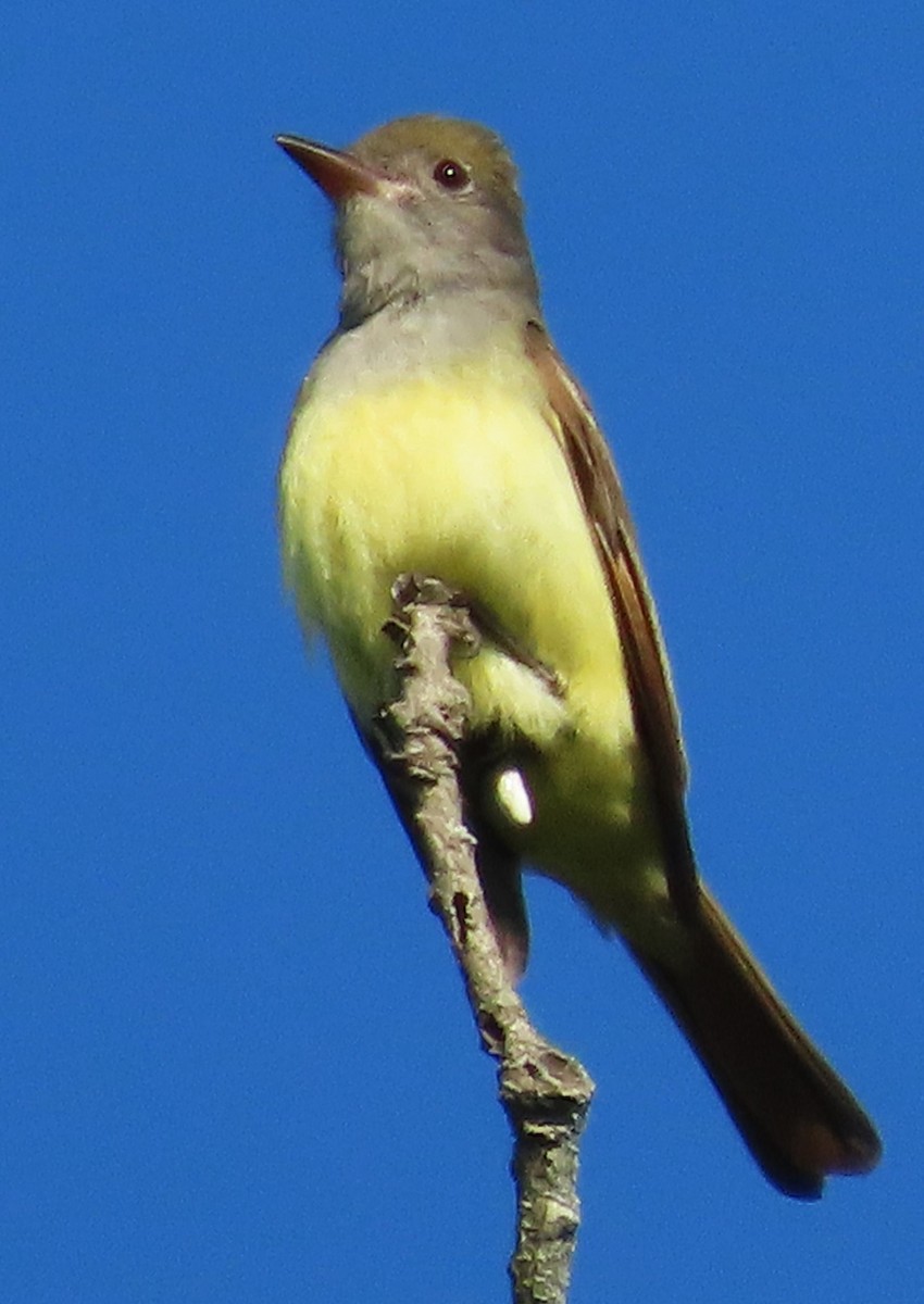 Great Crested Flycatcher - ML619377094