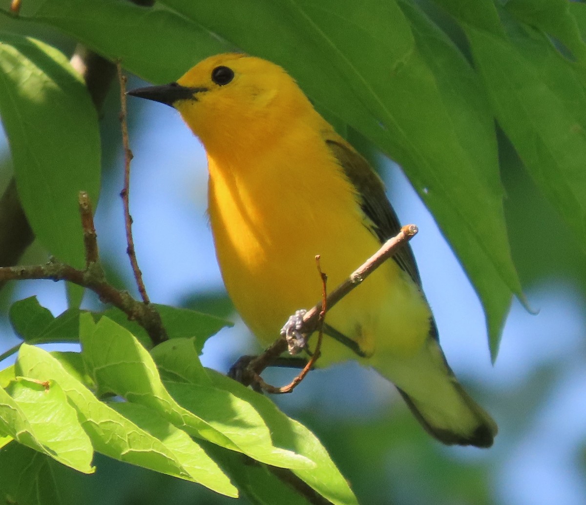 Prothonotary Warbler - ML619377154