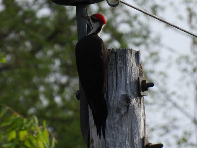 Pileated Woodpecker - ML619377229
