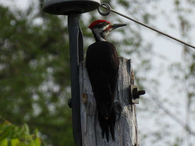 Pileated Woodpecker - ML619377231