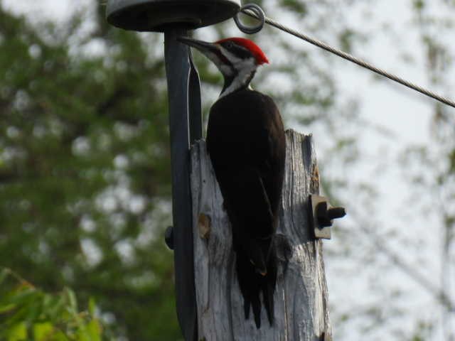 Pileated Woodpecker - ML619377232