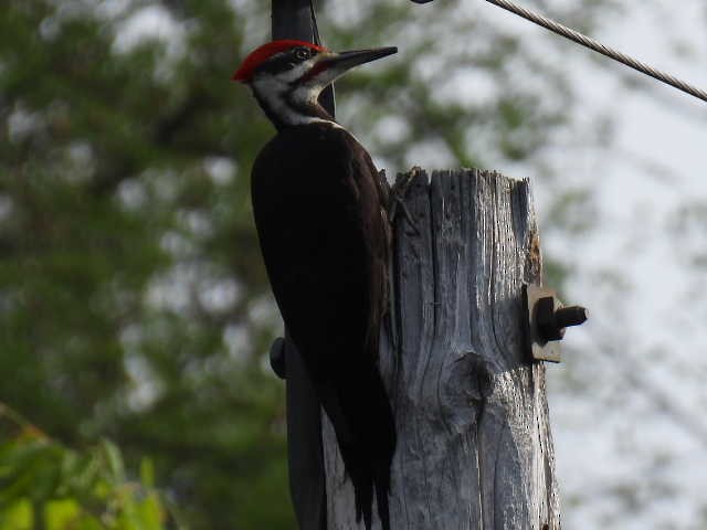 Pileated Woodpecker - ML619377233