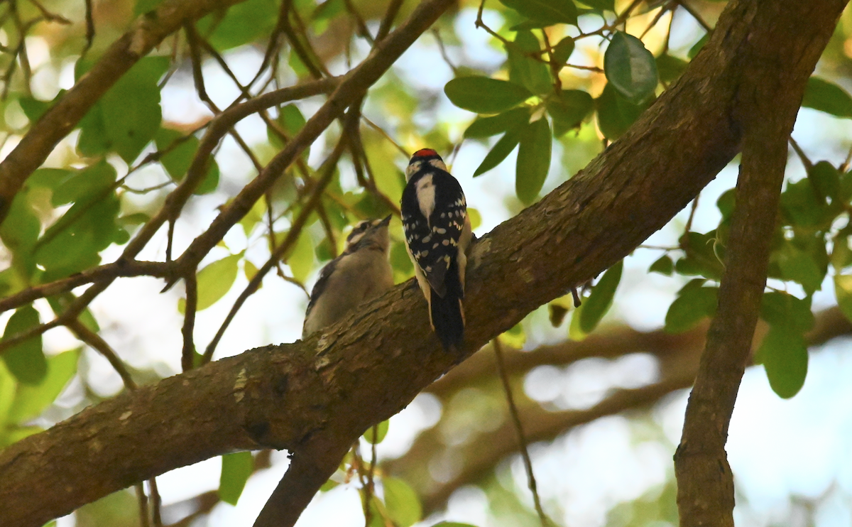 Downy Woodpecker - ML619377247