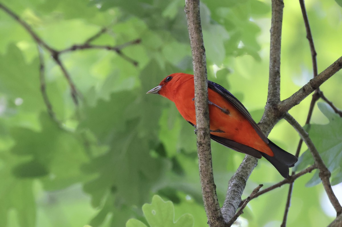 Scarlet Tanager - ML619377263