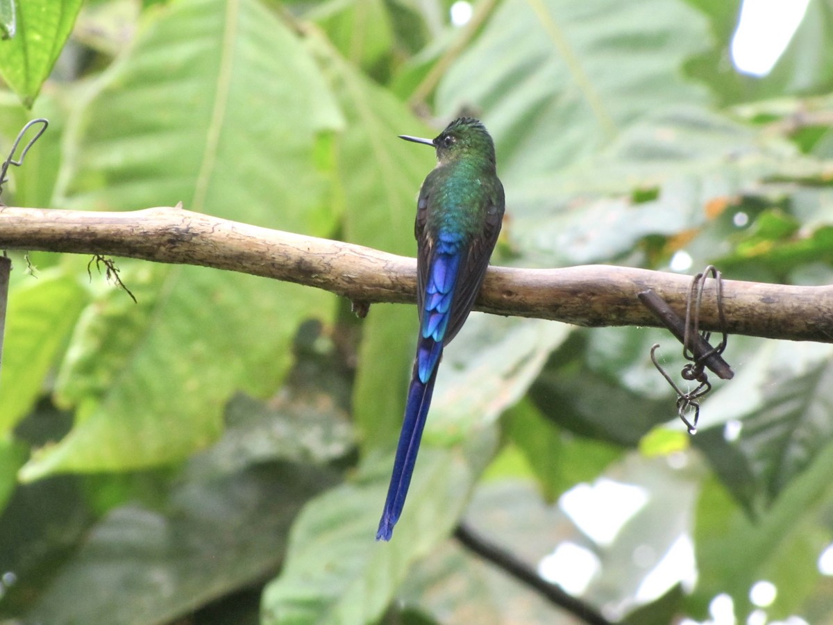 Violet-tailed Sylph - ML619377289