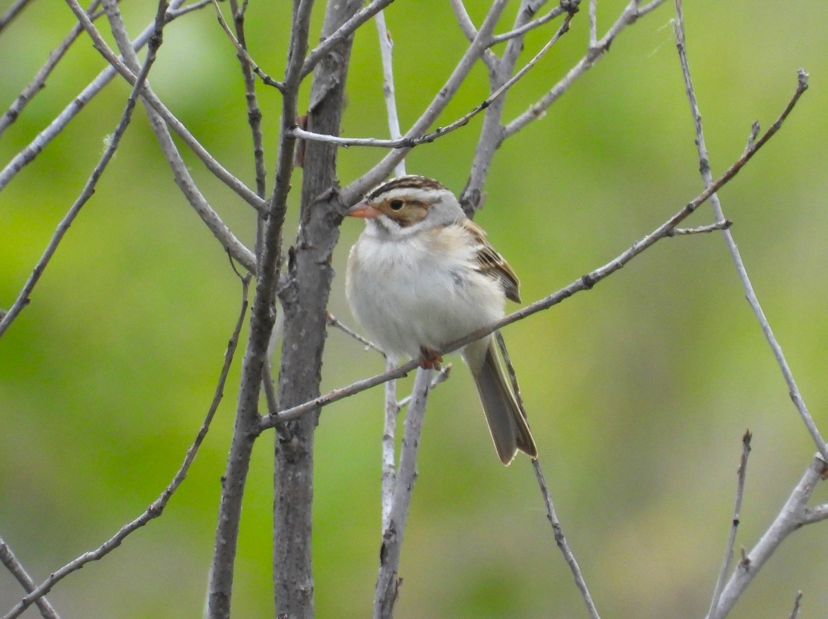 Clay-colored Sparrow - ML619377343