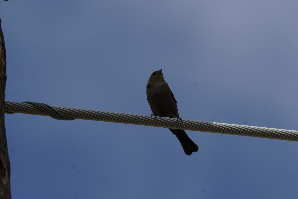 Brown-headed Cowbird - ML619377397