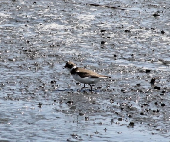 Semipalmated Plover - ML619377433