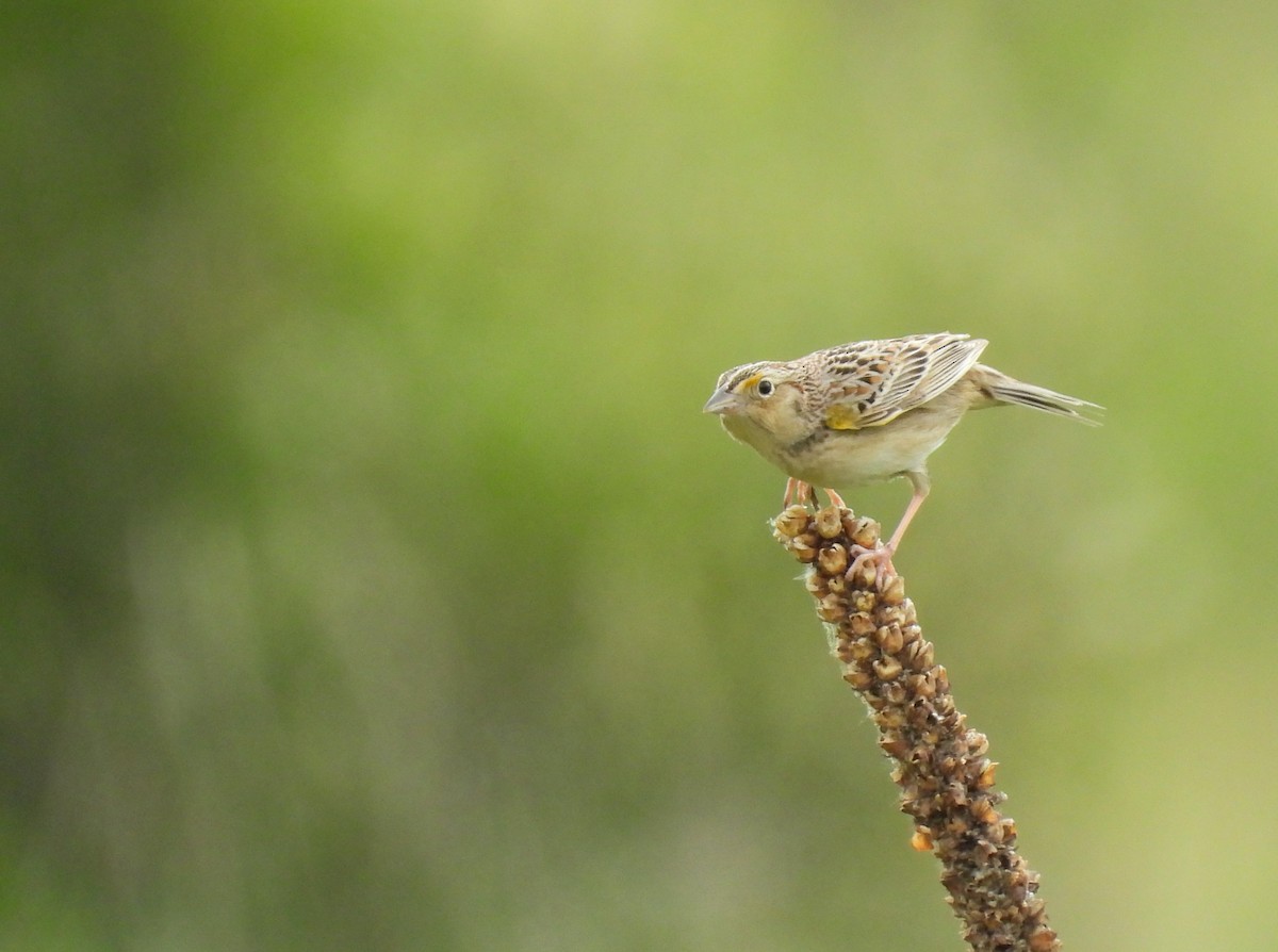 Grasshopper Sparrow - ML619377447