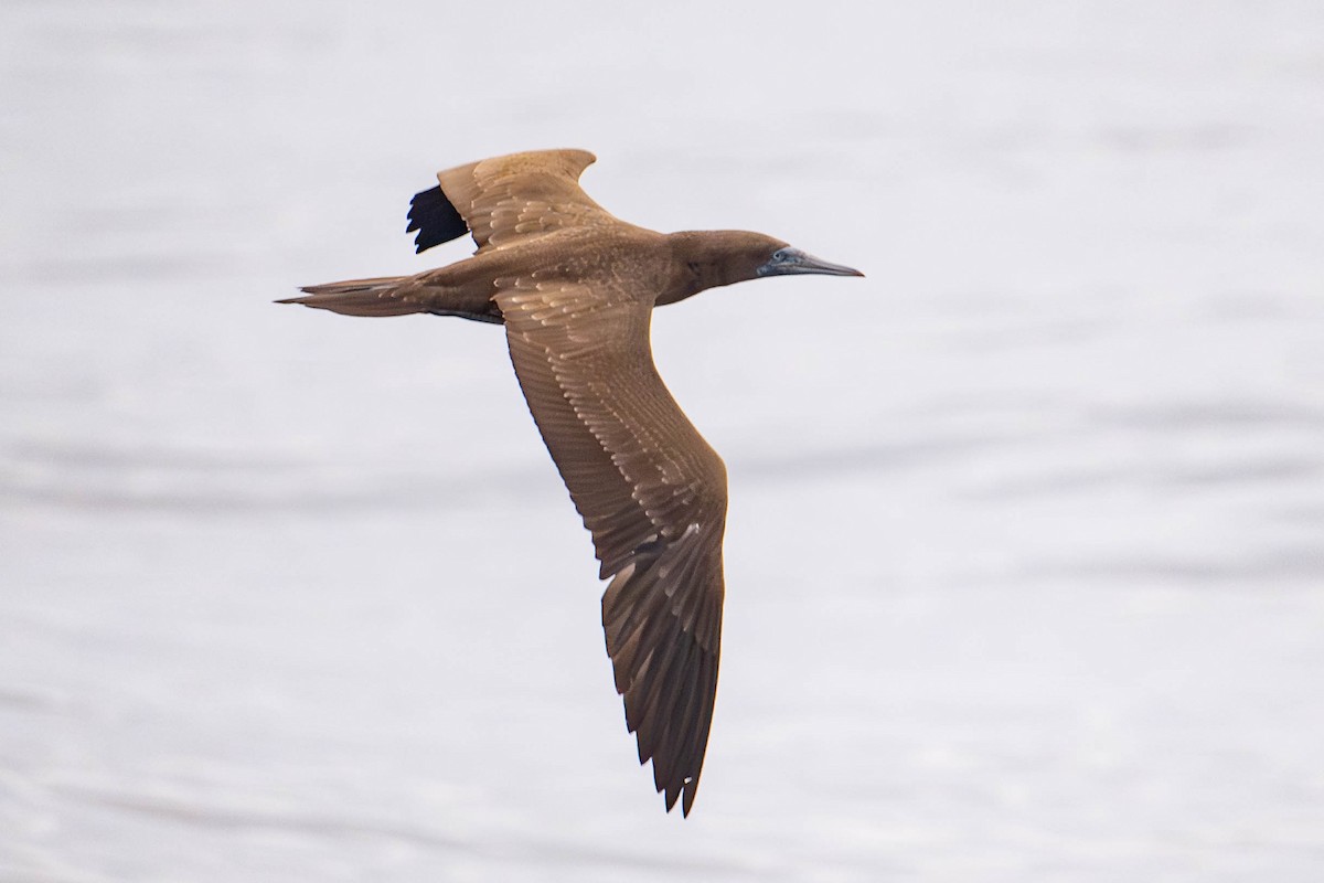 Brown Booby - ML619377476