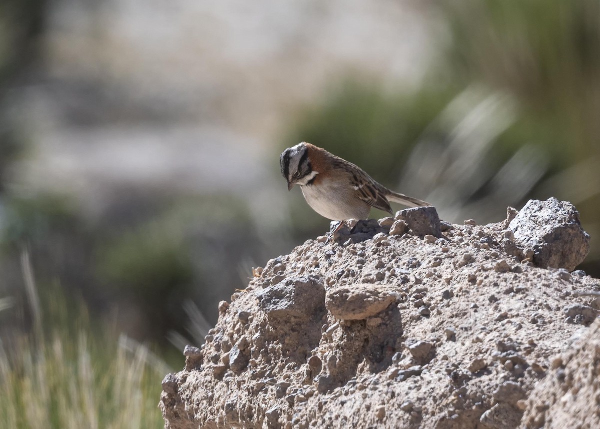 Rufous-collared Sparrow - ML619377496