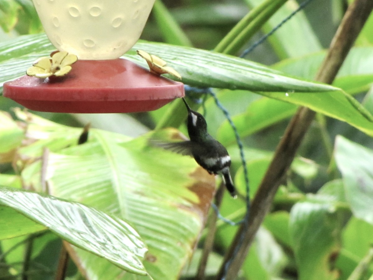 kolibřík trnoocasý - ML619377604