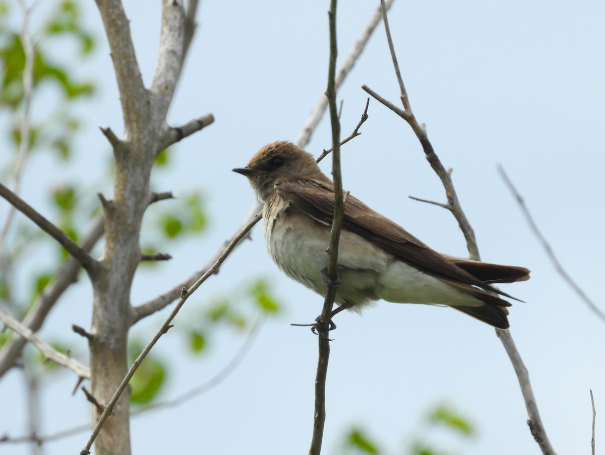 Northern Rough-winged Swallow - ML619377654