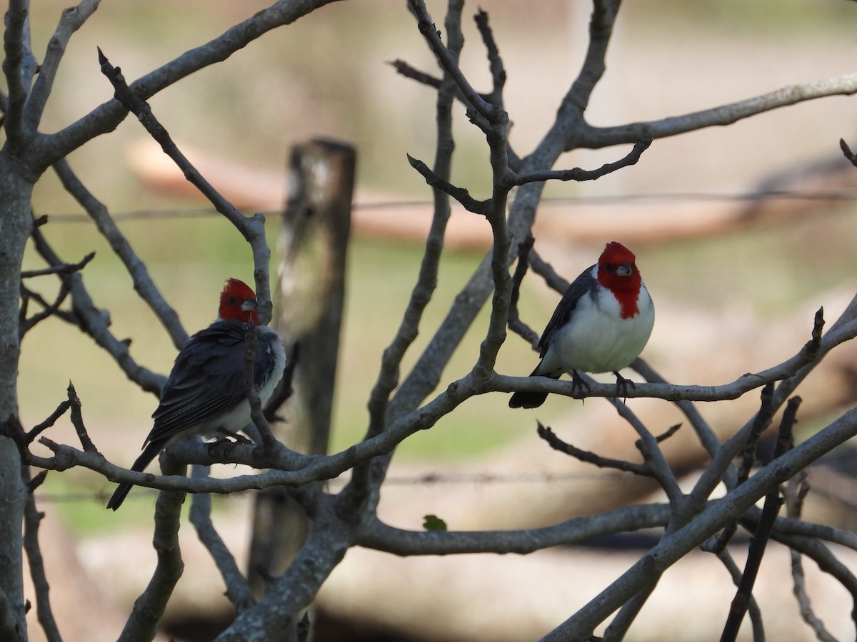 Red-crested Cardinal - ML619377661