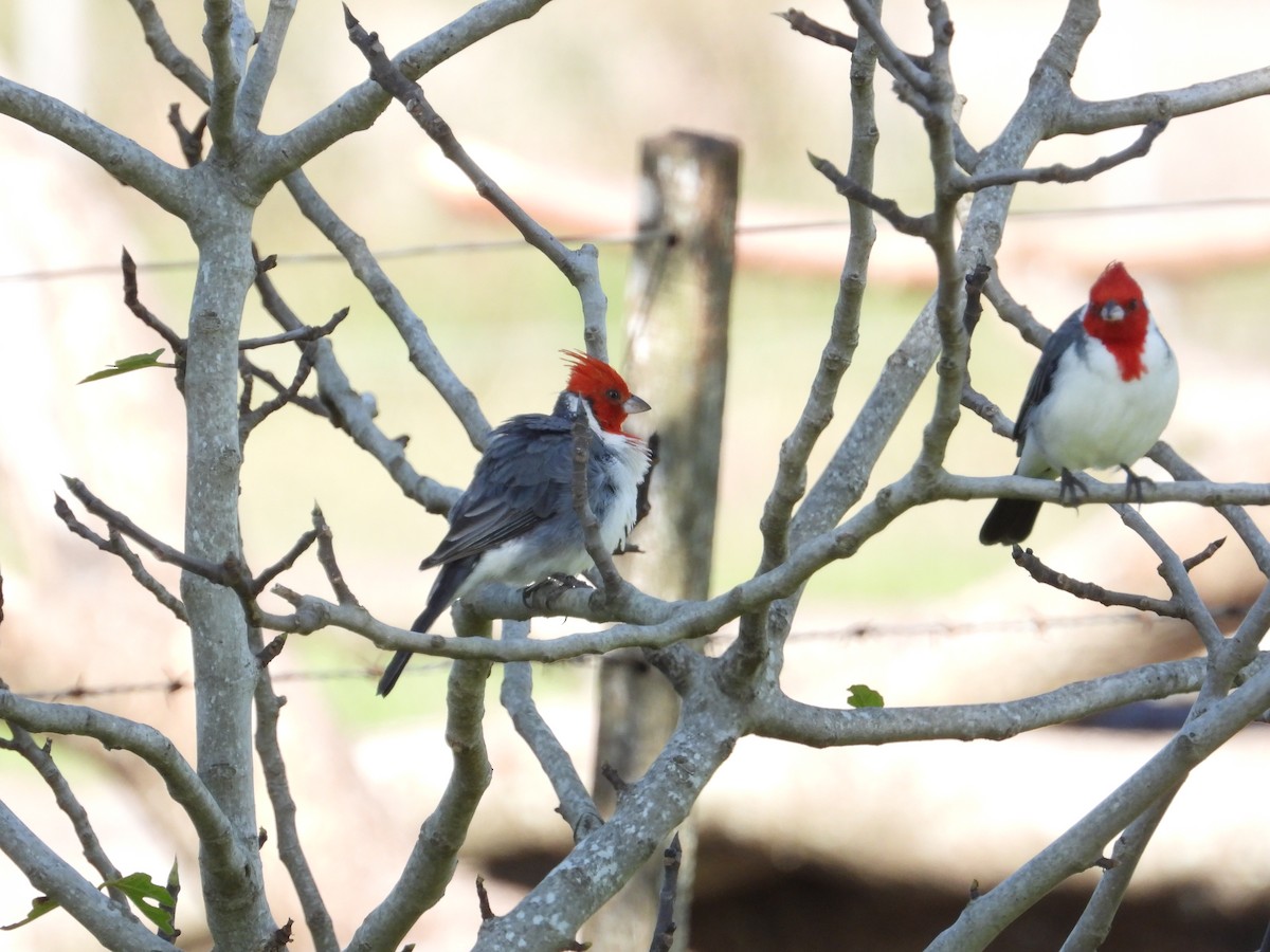 Red-crested Cardinal - ML619377662