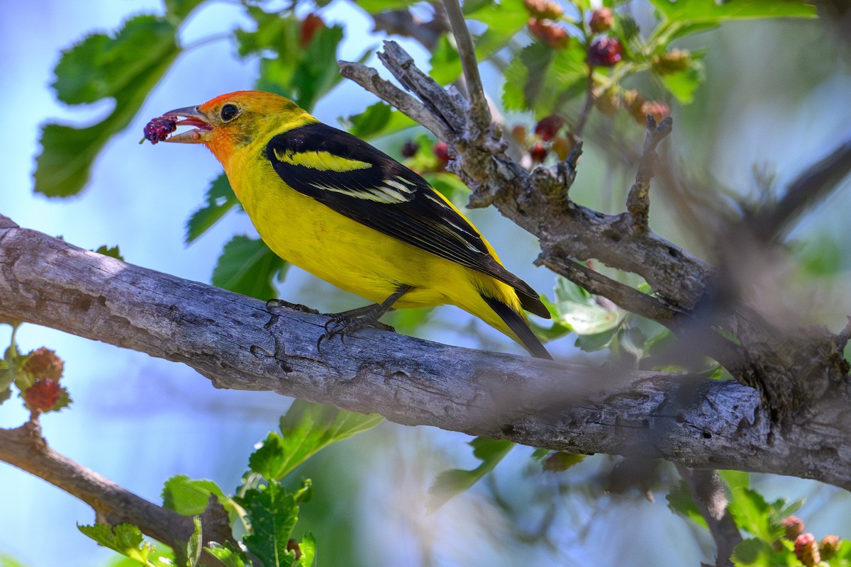 Western Tanager - ML619377700