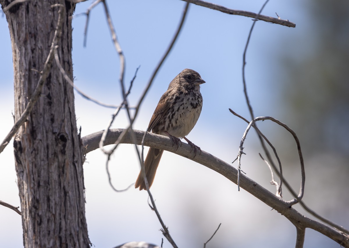 Fox Sparrow (Slate-colored) - ML619377704
