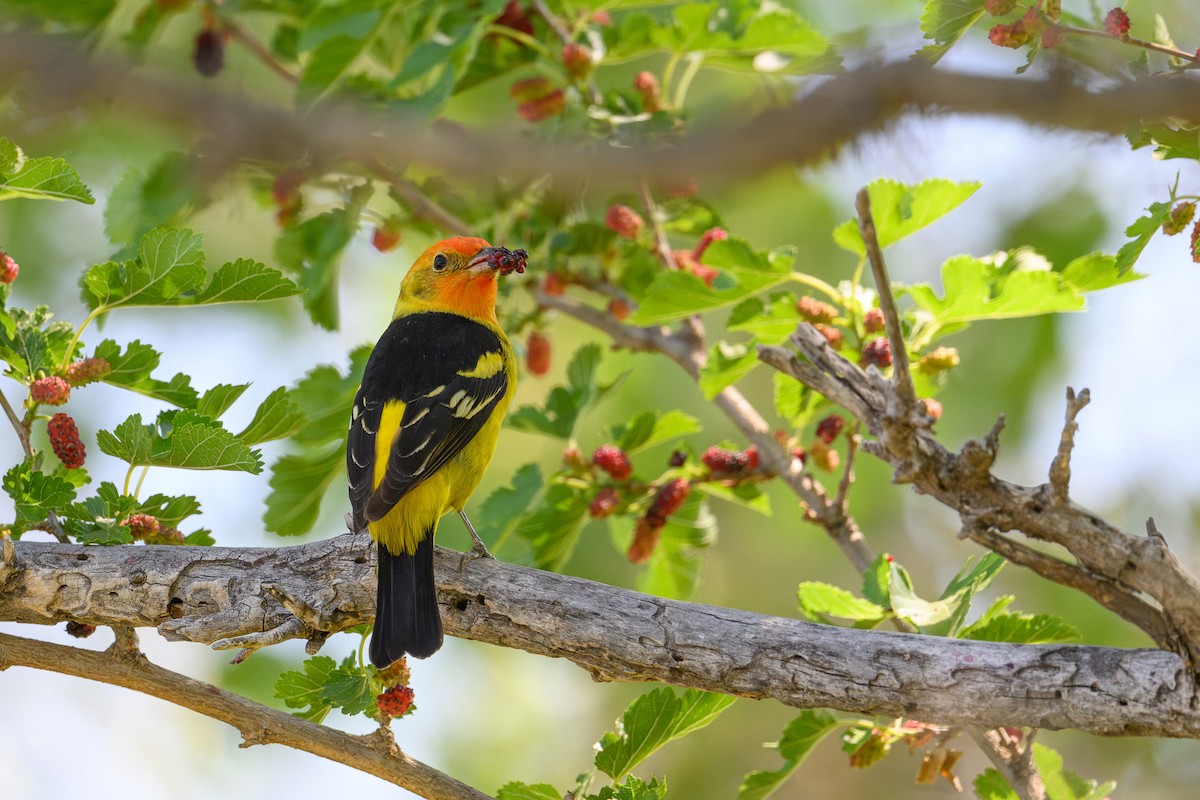 Western Tanager - ML619377715