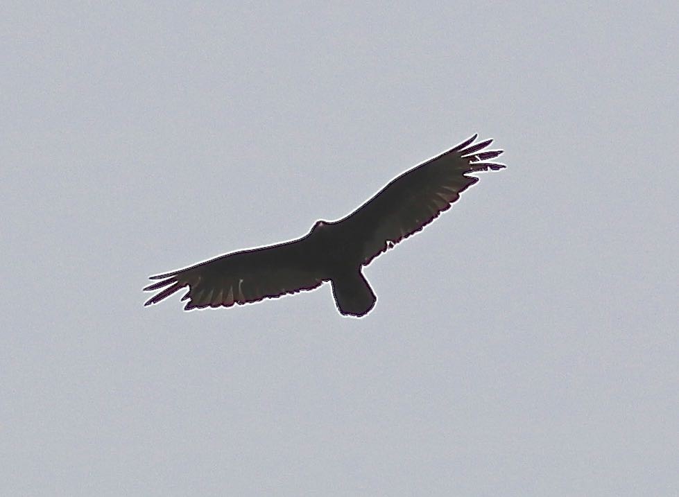 Turkey Vulture - ML619377783