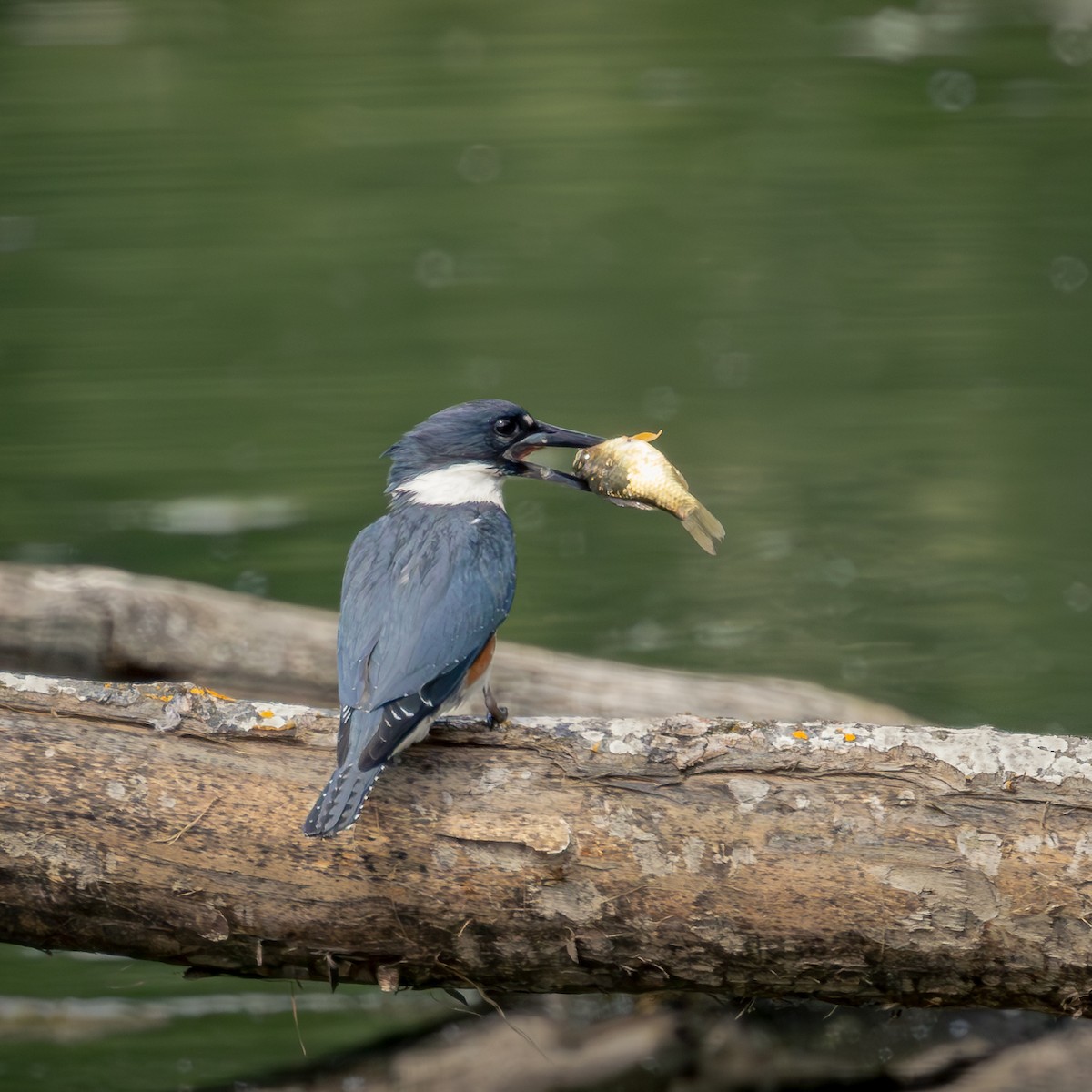 Belted Kingfisher - ML619377873