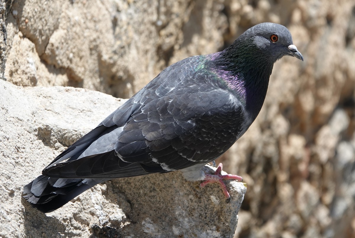Pigeon biset (forme domestique) - ML619377892