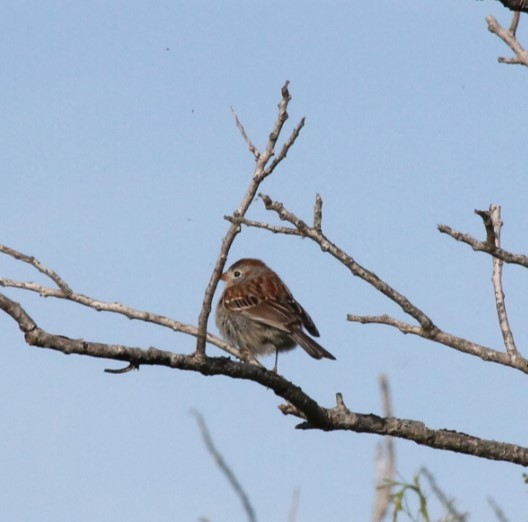 Field Sparrow - ML619377941