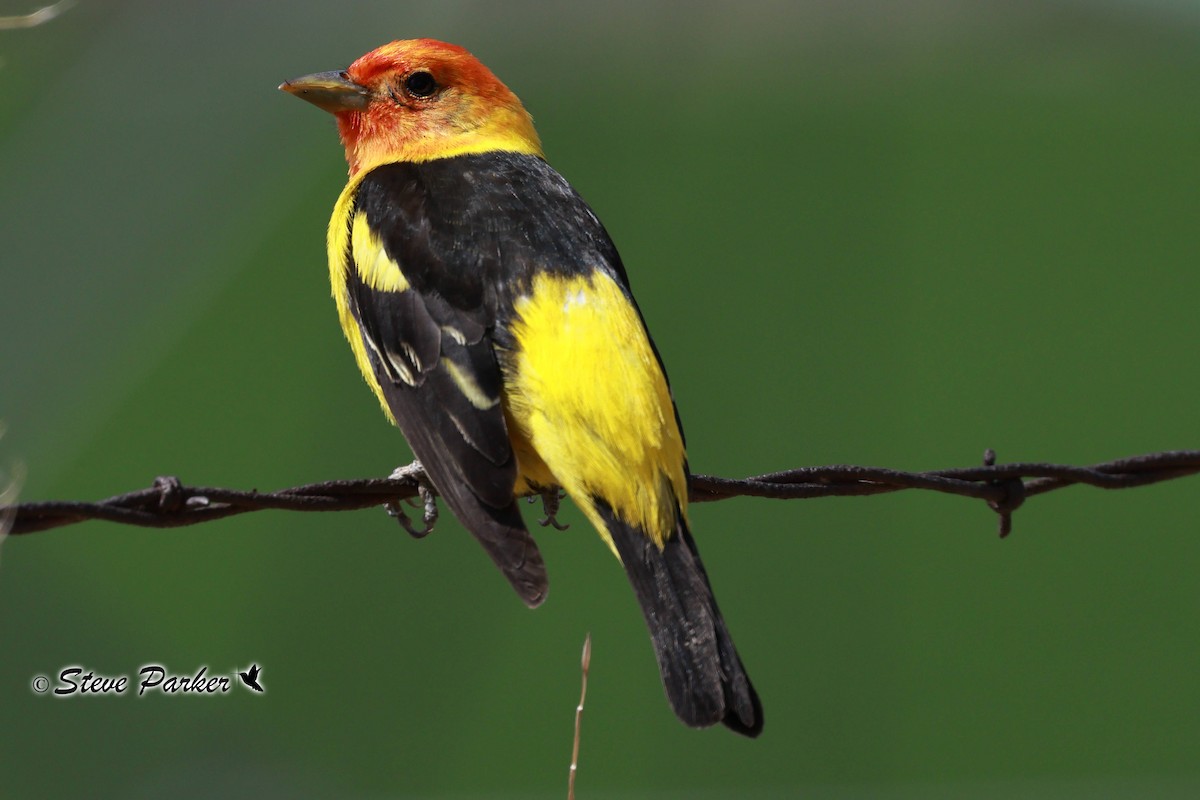 Western Tanager - ML619377984