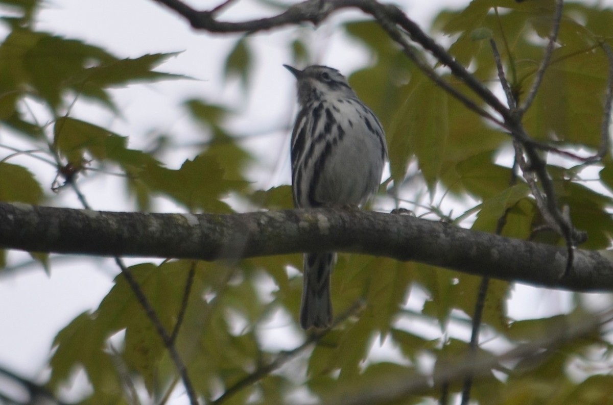 Black-and-white Warbler - ML619378005