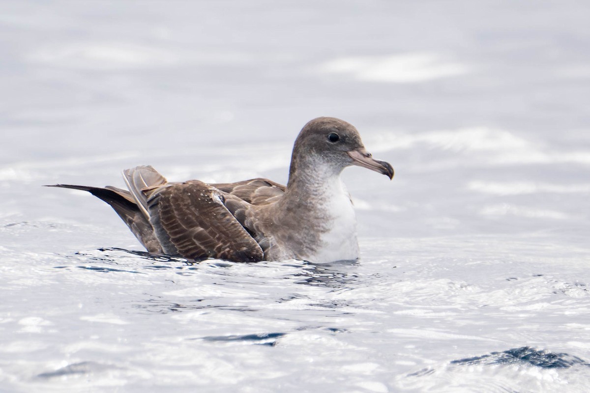 Pink-footed Shearwater - ML619378018
