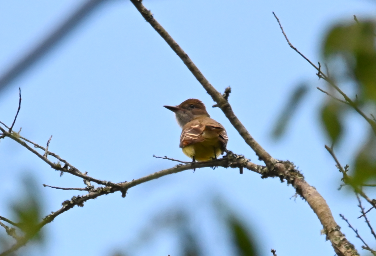 Great Crested Flycatcher - ML619378073