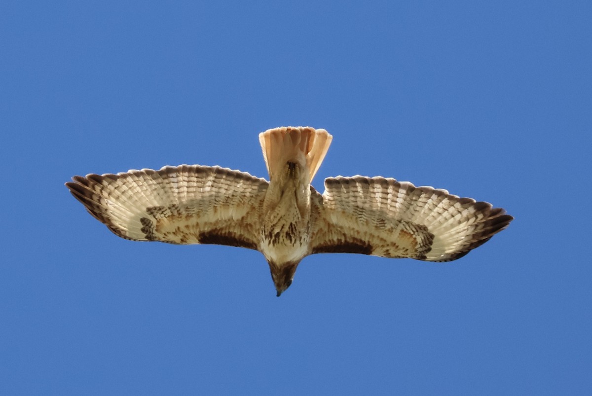 Red-tailed Hawk - ML619378082