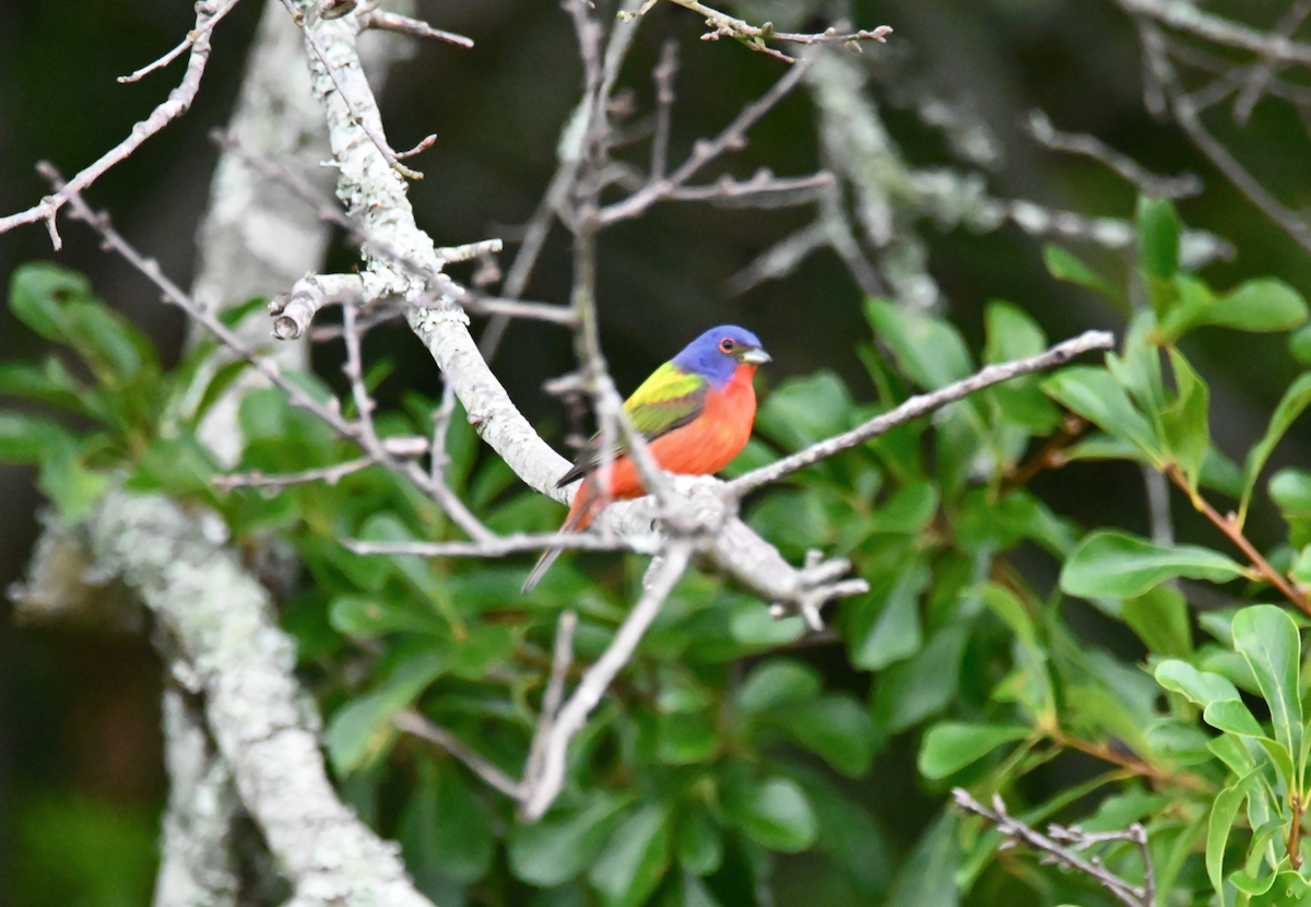Painted Bunting - ML619378083