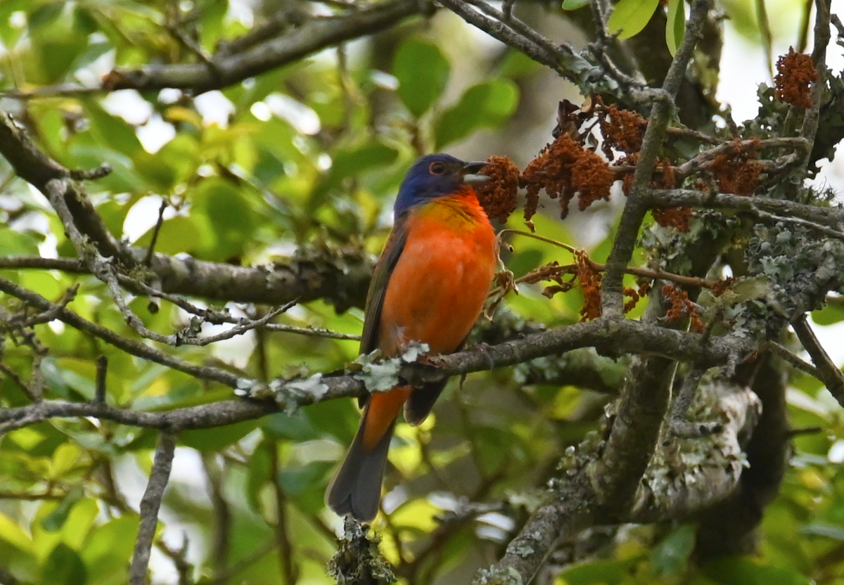 Painted Bunting - ML619378084