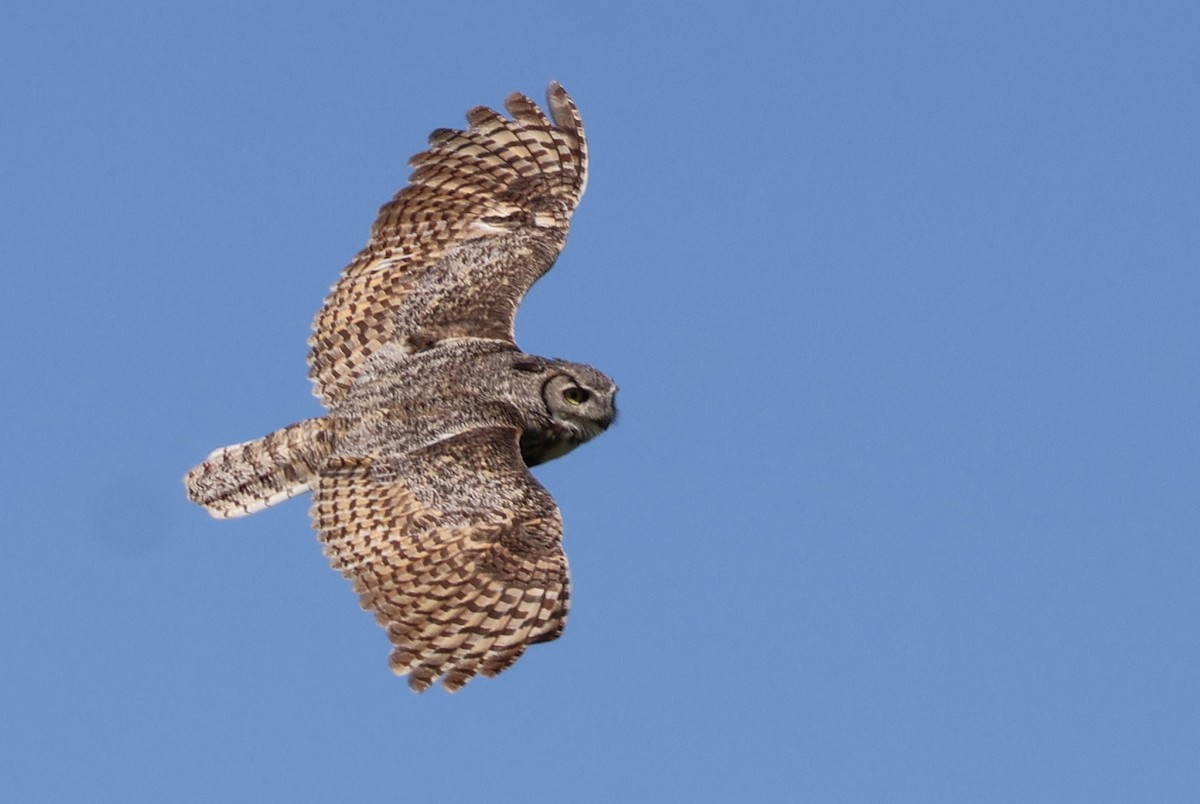 Great Horned Owl - ML619378089