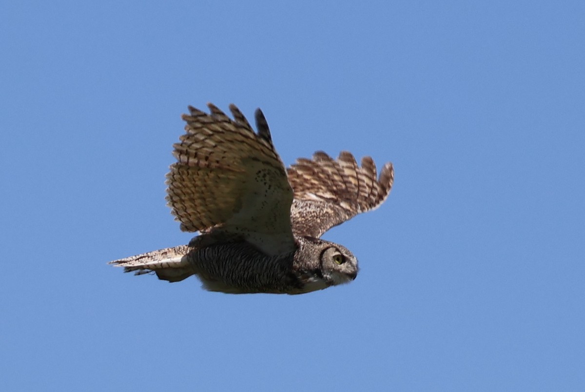 Great Horned Owl - ML619378090