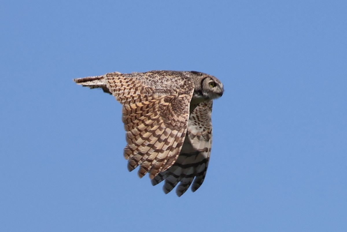 Great Horned Owl - ML619378091